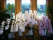 「フローリスト鈴の花」　（熊本県合志市）の花屋店舗写真3